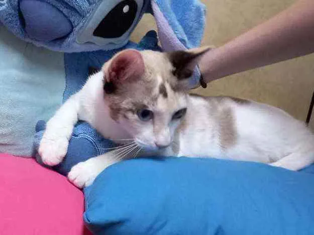 Gato raça Siamesa idade 2 a 6 meses nome Anny