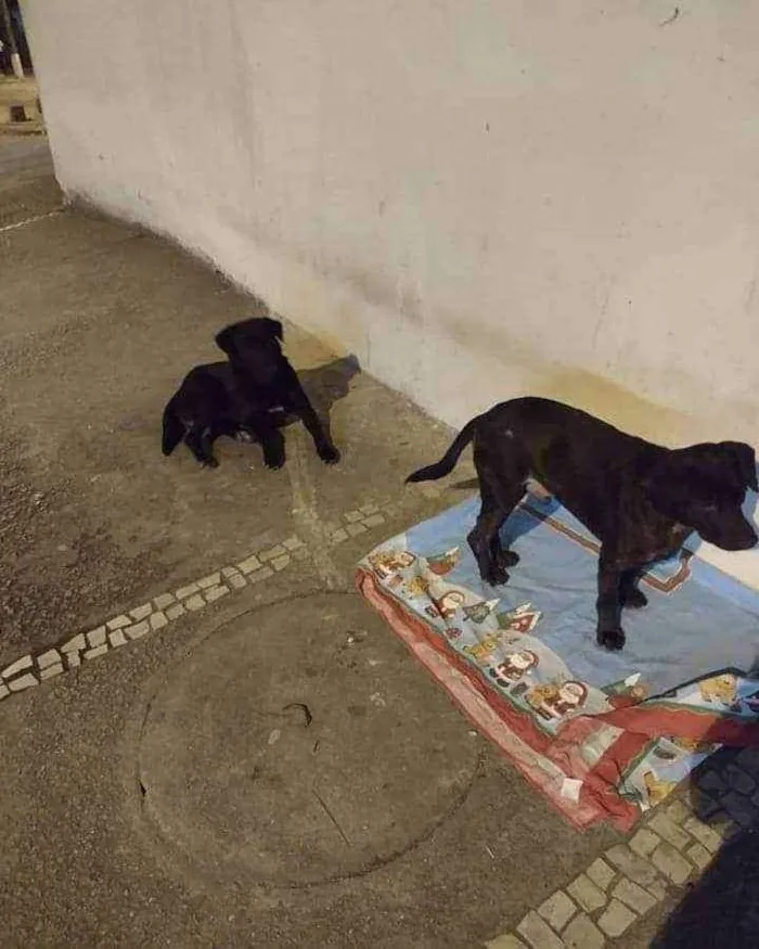 Cachorro ra a SRD idade 1 ano nome Pai e  filho