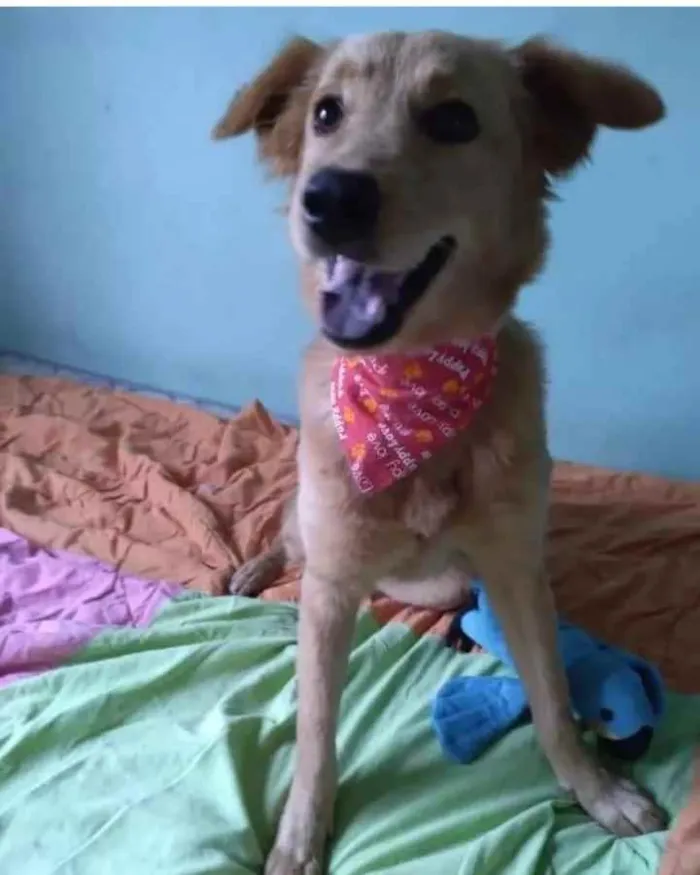 Cachorro ra a SRD idade 7 a 11 meses nome Pitchula