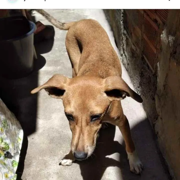 Cachorro ra a SRD idade 2 a 6 meses nome Paçoca