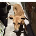Paçoca