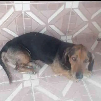 Cachorro ra a SRD idade 1 ano nome DUQUE