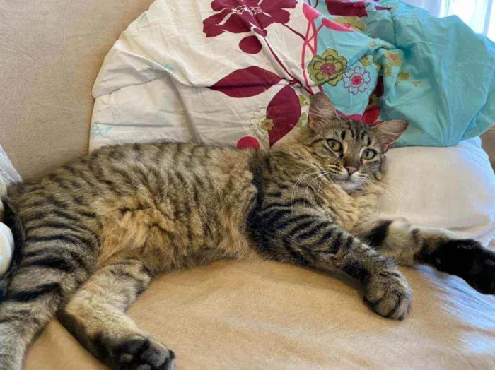 Gato ra a S.R.D. idade 7 a 11 meses nome Charlote