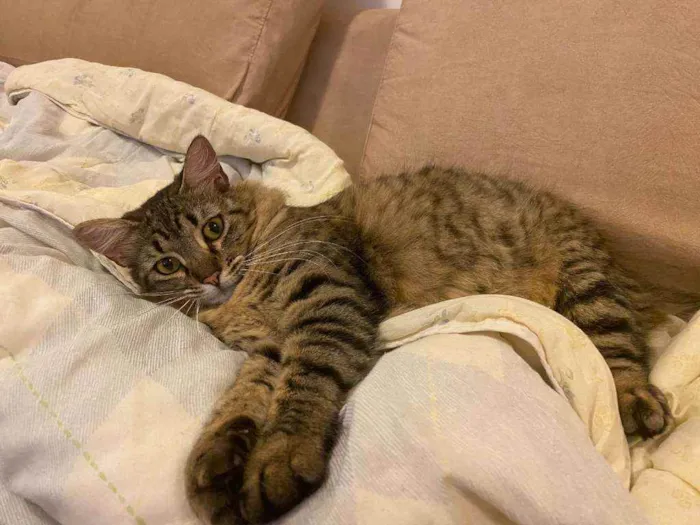 Gato ra a S.R.D. idade 7 a 11 meses nome Charlote