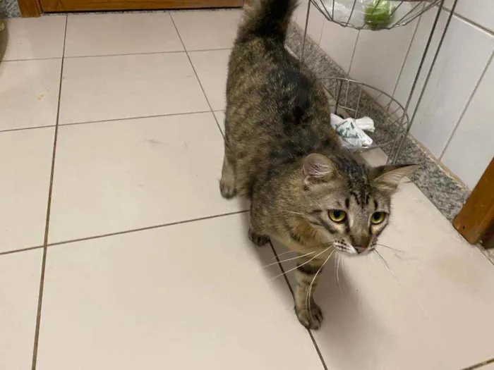 Gato ra a S.R.D. idade 7 a 11 meses nome Charlote