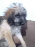 Spike