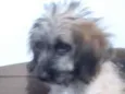 Spike