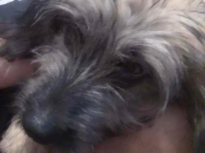 Cachorro ra a SRD idade 2 a 6 meses nome Spike