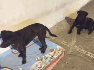 Cachorro raça SRD idade 1 ano nome Pai e  filho