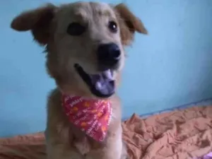Cachorro raça SRD idade 7 a 11 meses nome Pitchula