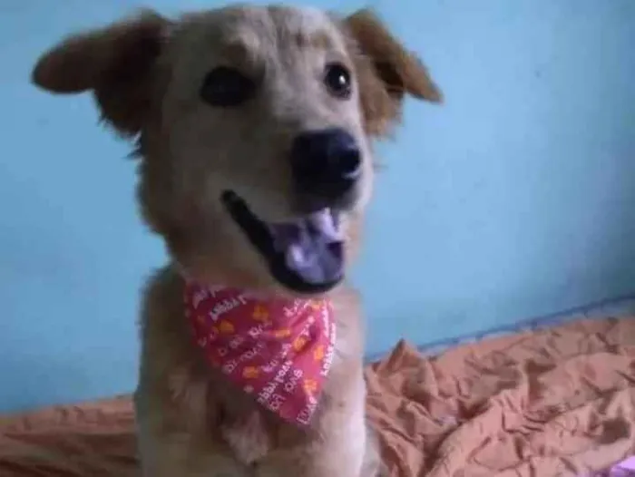 Cachorro ra a SRD idade 7 a 11 meses nome Pitchula