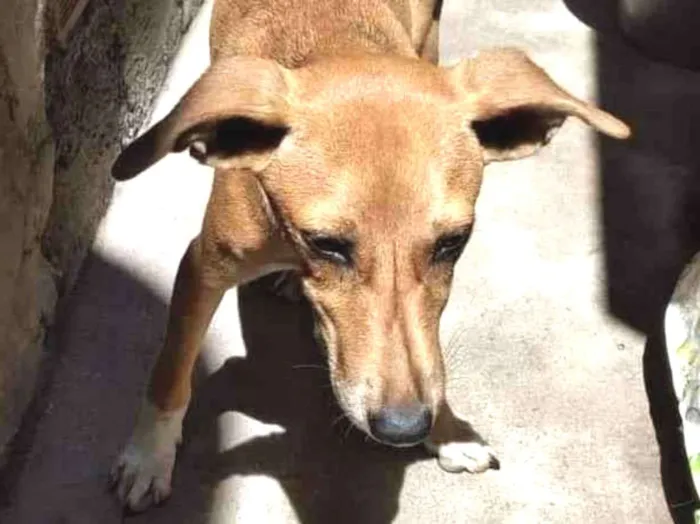 Cachorro ra a SRD idade 2 a 6 meses nome Paçoca