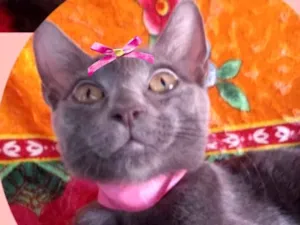 Gato raça Mestiça  idade 2 a 6 meses nome Mary 