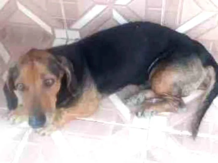 Cachorro ra a SRD idade 1 ano nome DUQUE