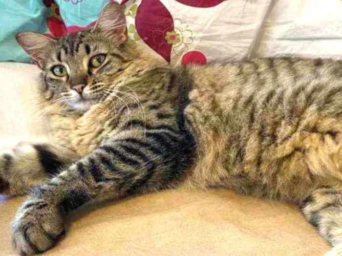 Gato ra a S.R.D. idade 7 a 11 meses nome Charlote