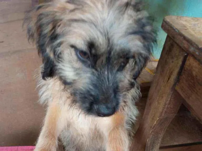 Cachorro ra a SRD idade 2 a 6 meses nome Spike