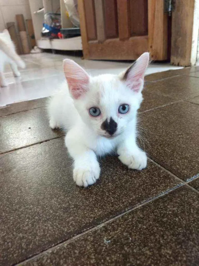 Gato ra a Sem raça definida idade 2 a 6 meses nome Sem nome