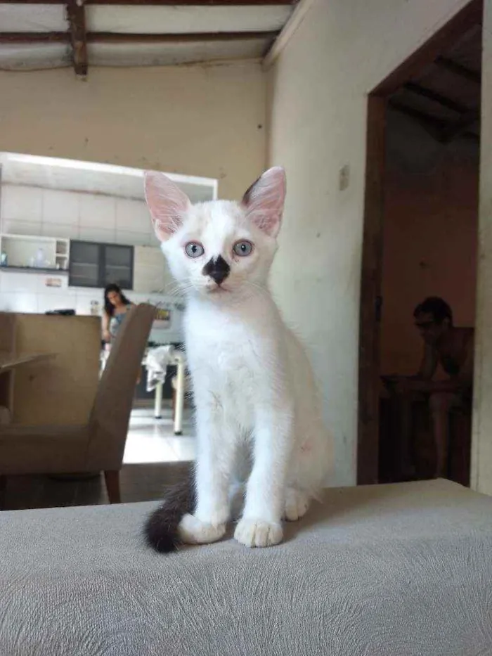 Gato ra a Sem raça definida idade 2 a 6 meses nome Sem nome