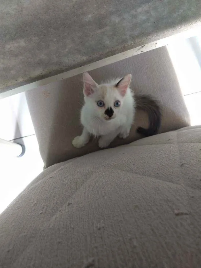 Gato ra a Sem raça definida idade 2 a 6 meses nome Sem nome