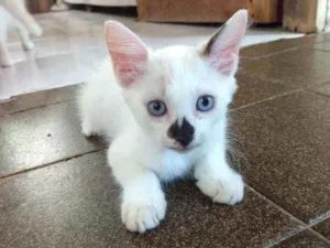Gato raça Sem raça definida idade 2 a 6 meses nome Sem nome