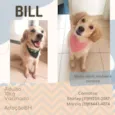 Bill