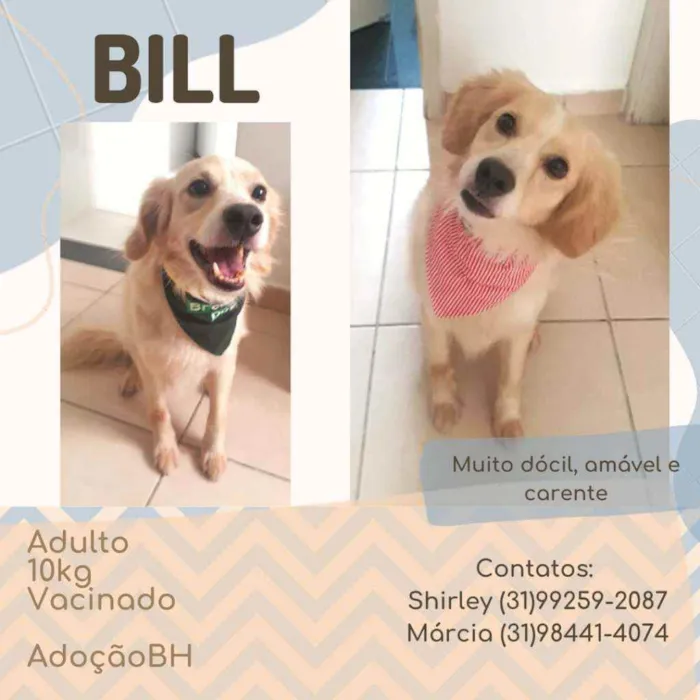Cachorro raça Srd idade  nome Bill