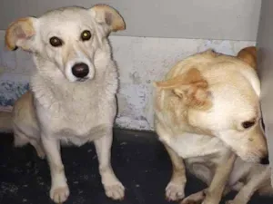 Cachorro raça SRD idade 1 ano nome Lua e Estrela