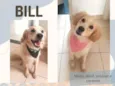 Bill