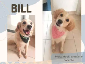 Cachorro raça Srd idade  nome Bill