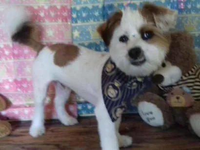 Cachorro raça Shih  tzu + pintcher idade 1 ano nome Ruambol 