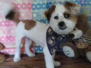 Cachorro raça Shih  tzu + pintcher idade 1 ano nome Ruambol 