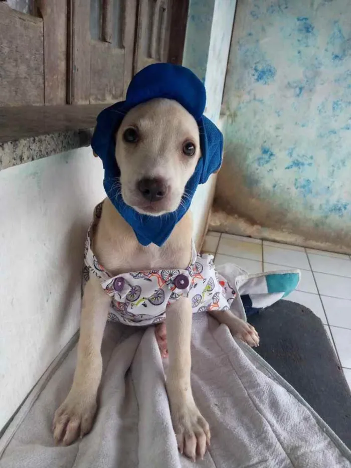 Cachorro raça Srd idade 2 a 6 meses nome Lua e Léo 