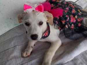 Cachorro raça Srd idade 2 a 6 meses nome Lua e Léo 