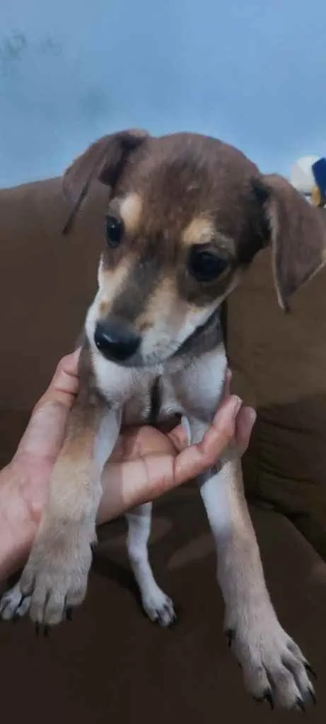 Cachorro raça Srd idade 2 a 6 meses nome Guerreira 