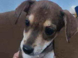 Cachorro raça Srd idade 2 a 6 meses nome Guerreira 