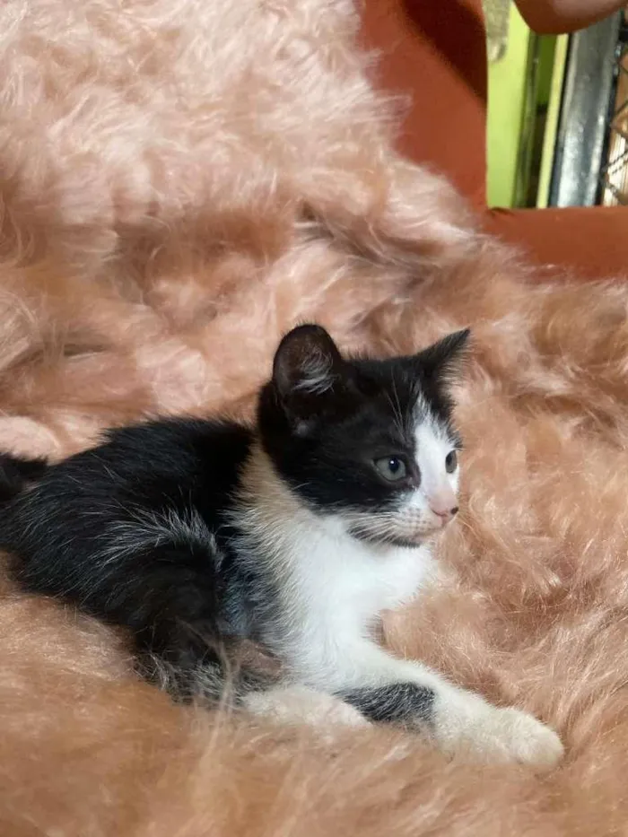 Gato ra a SRD-ViraLata idade 2 a 6 meses nome Pipoca