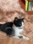 Pipoca