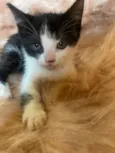 Pipoca