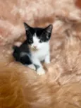 Pipoca