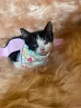 Pipoca