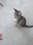 Gato