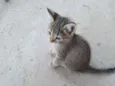 Gato