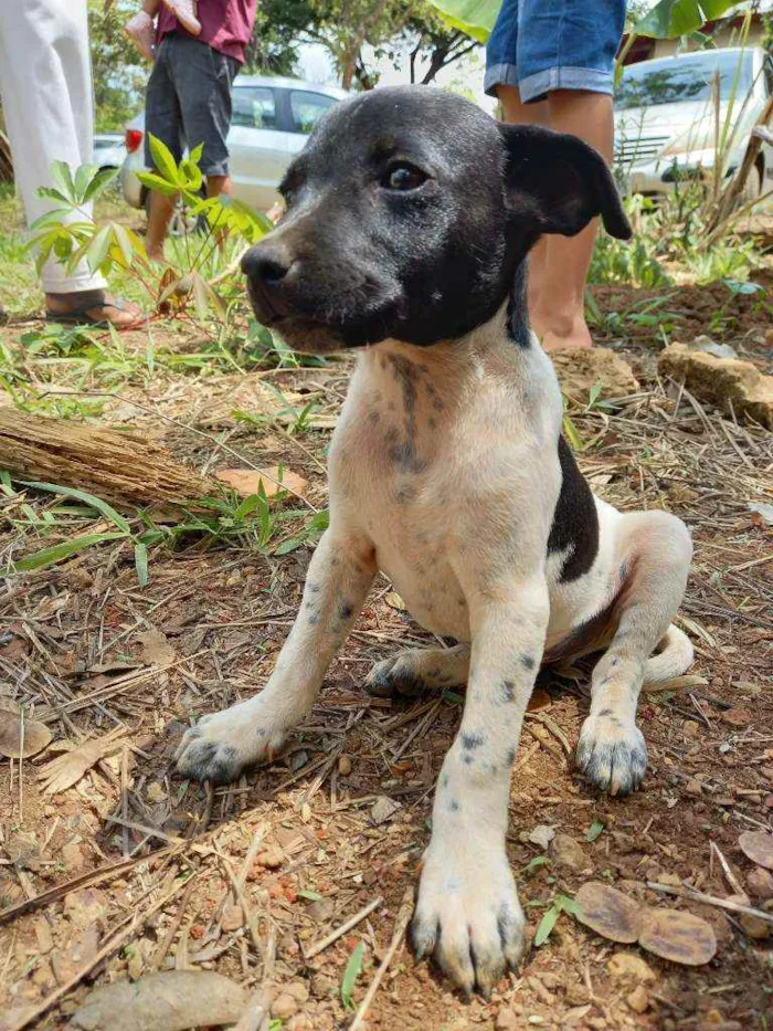 Cachorro ra a Fox Paulistinha  idade Abaixo de 2 meses nome Raça fox Paulistinha