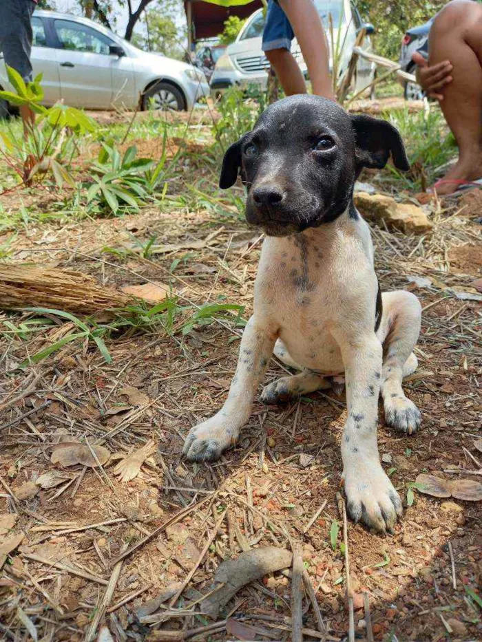 Cachorro ra a Fox Paulistinha  idade Abaixo de 2 meses nome Raça fox Paulistinha