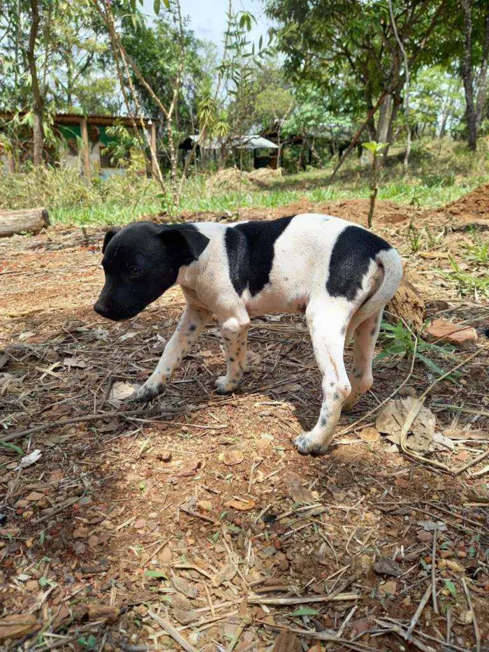 Cachorro ra a Fox Paulistinha  idade Abaixo de 2 meses nome Raça fox Paulistinha