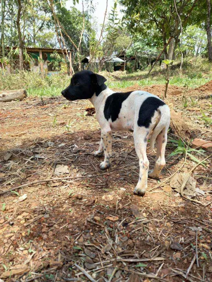 Cachorro ra a Fox Paulistinha  idade Abaixo de 2 meses nome Raça fox Paulistinha