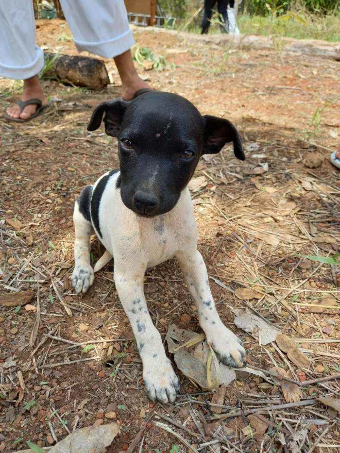 Cachorro ra a Fox Paulistinha  idade Abaixo de 2 meses nome Raça fox Paulistinha