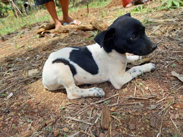 Cachorro ra a Fox Paulistinha  idade Abaixo de 2 meses nome Raça fox Paulistinha