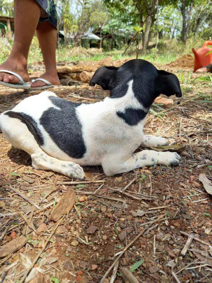 Cachorro ra a Fox Paulistinha  idade Abaixo de 2 meses nome Raça fox Paulistinha