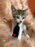 Bolt
